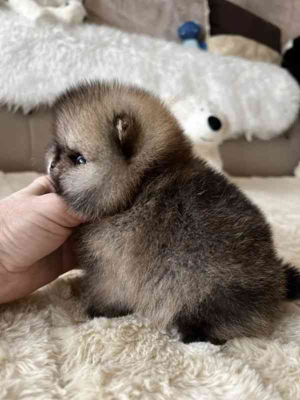 Prodáváme pomeraniana - foto 4