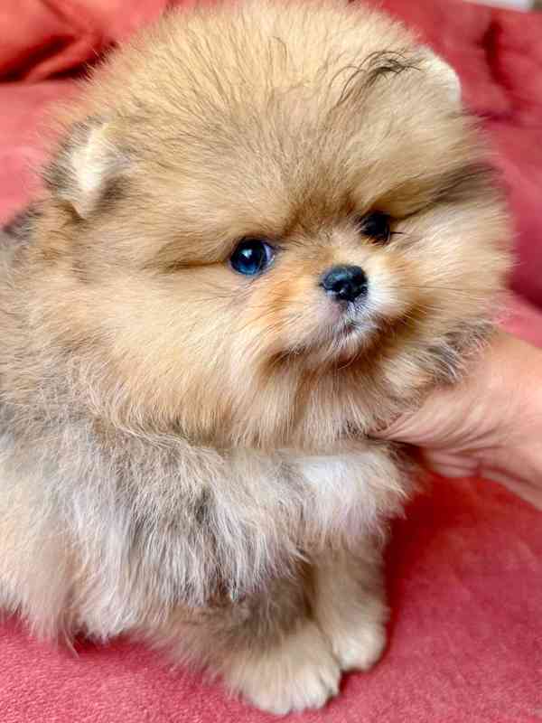 Prodáváme pomeraniana - foto 2