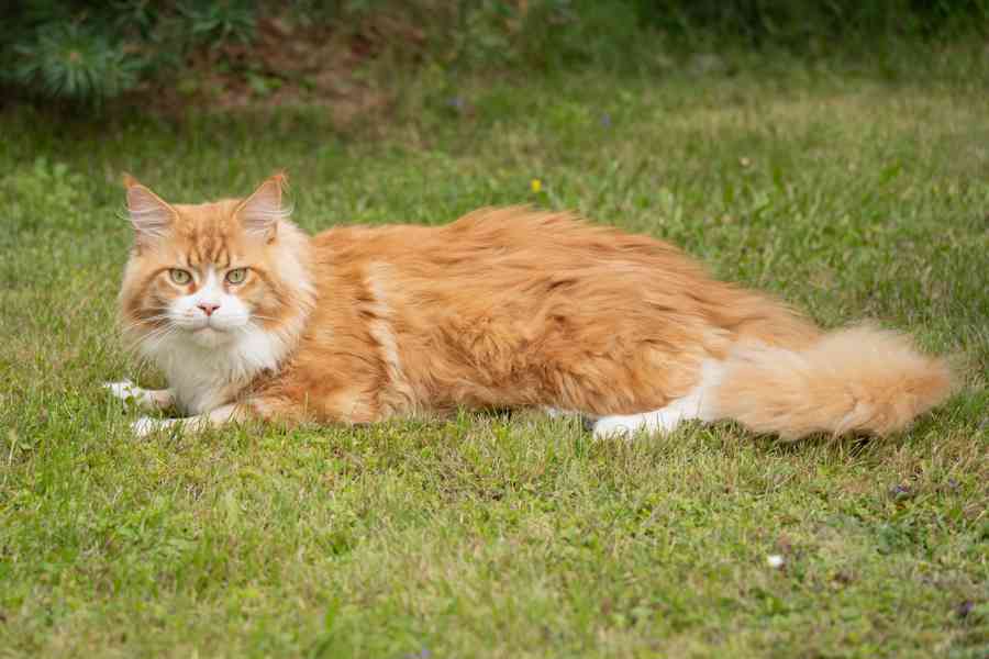 Krytí Mainsky mývalí kocour s PP - foto 2