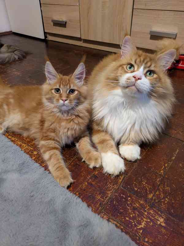 Krytí Mainsky mývalí kocour s PP - foto 4