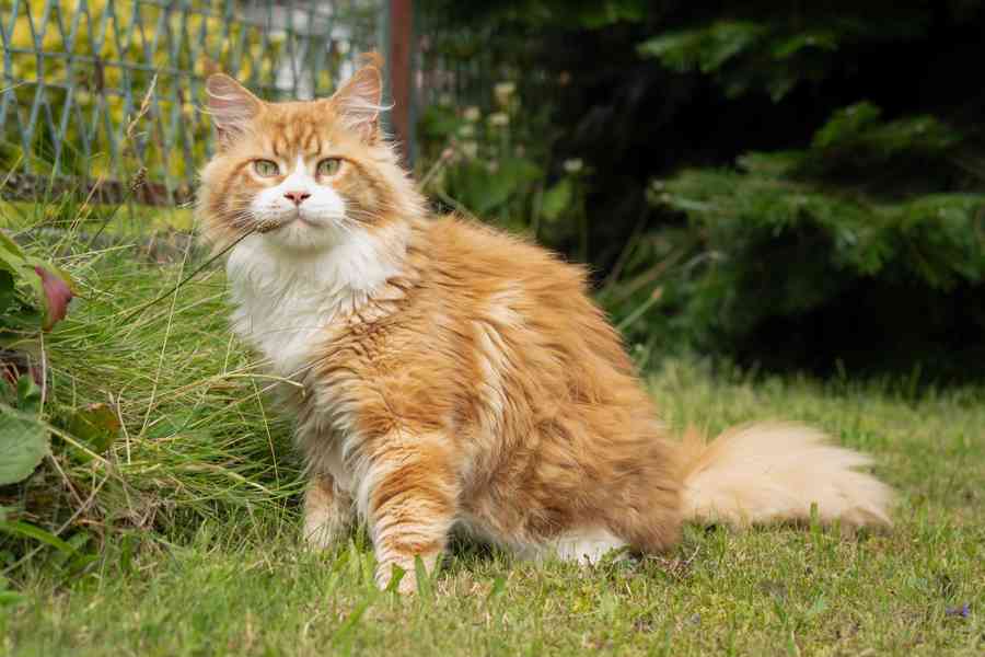 Krytí Mainsky mývalí kocour s PP - foto 1