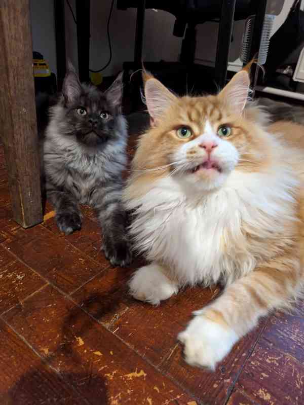 Krytí Mainsky mývalí kocour s PP - foto 3