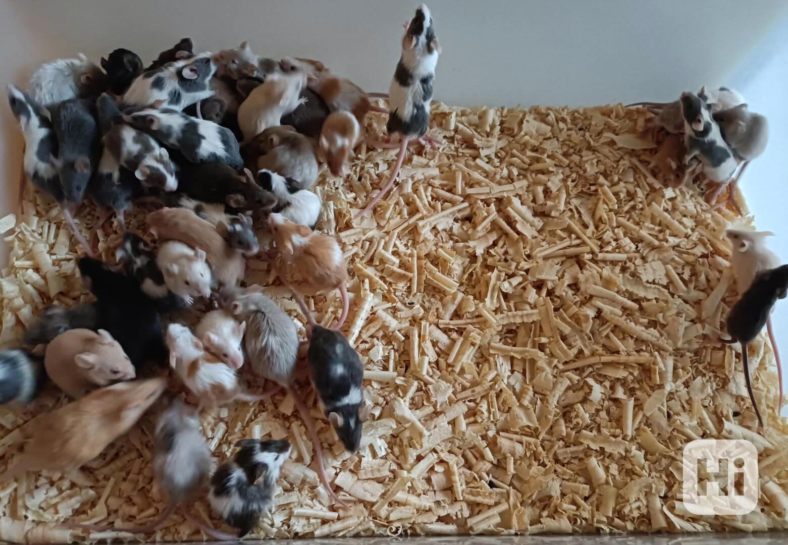 Myš, myši - foto 1