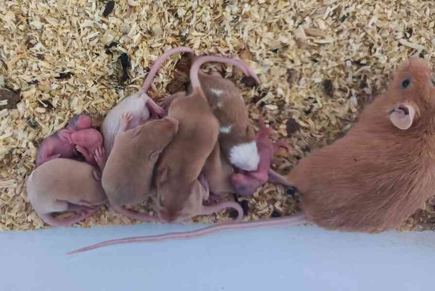 Myš, myši - foto 2