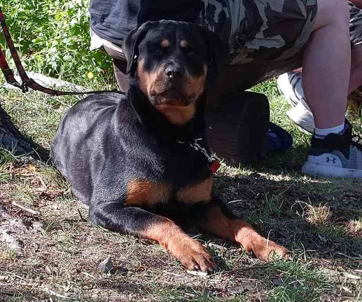 Fena rotvajler - foto 3