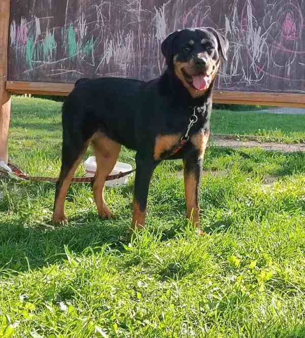 Fena rotvajler - foto 1