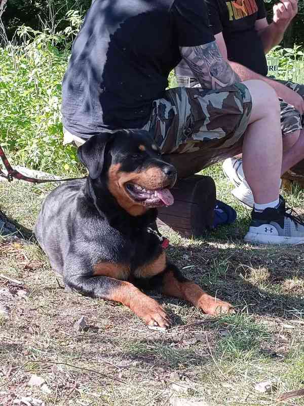 Fena rotvajler - foto 2