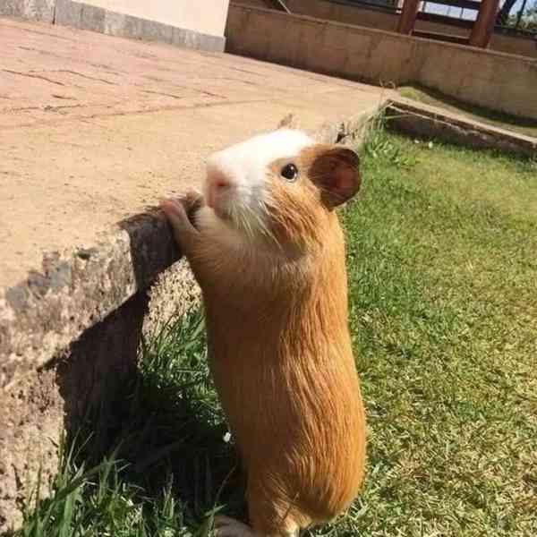 Krásná morčata k prodeji 