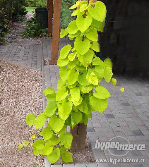 Podrazec Podražec velkolistý - Aristolochia durior - vyvazované rostl - bazar ...