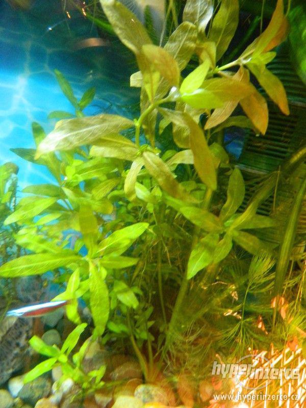 Akvarijní rostliny - foto 1