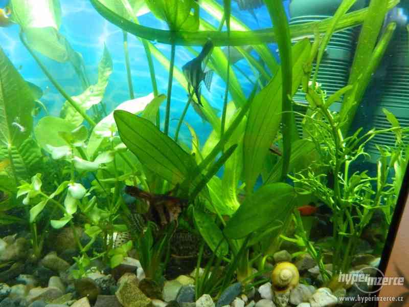 Akvarijní rostliny - foto 6