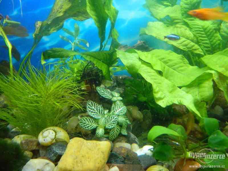 Akvarijní rostliny - foto 8