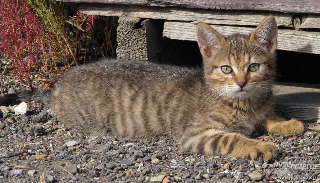 Mazlivá koťata z Číčovic - foto 9