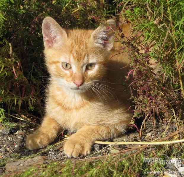 Mazlivá koťata z Číčovic - foto 11