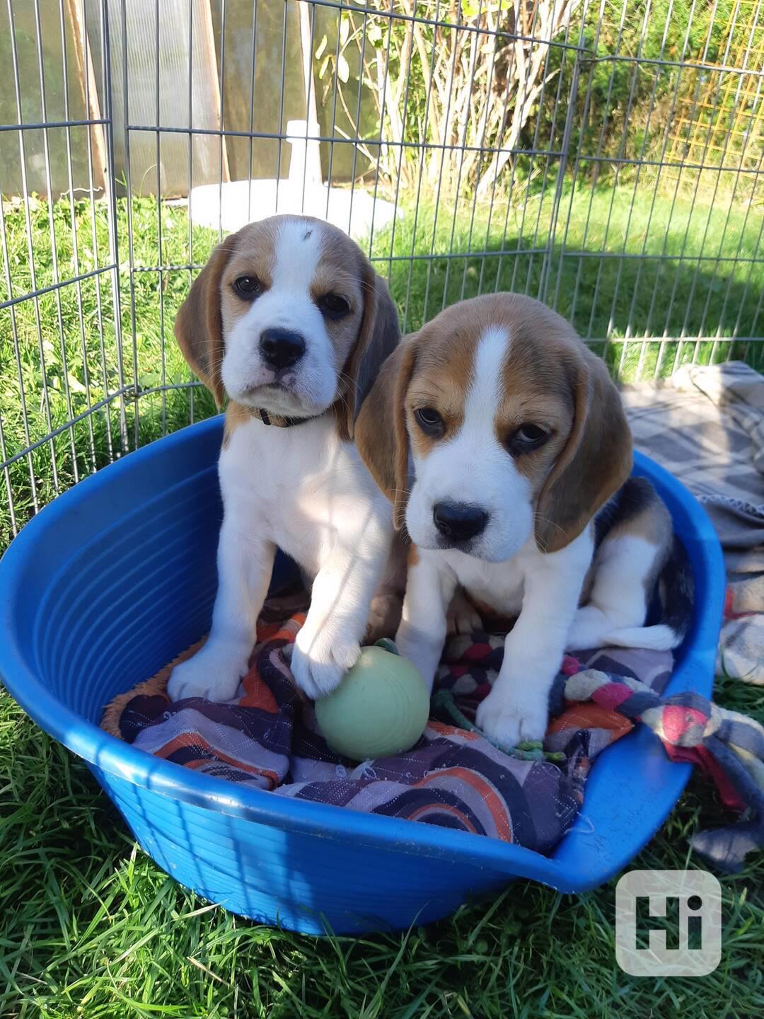 K dispozici úžasná štěňata bígla. - foto 1