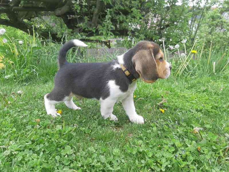 K dispozici úžasná štěňata bígla. - foto 2