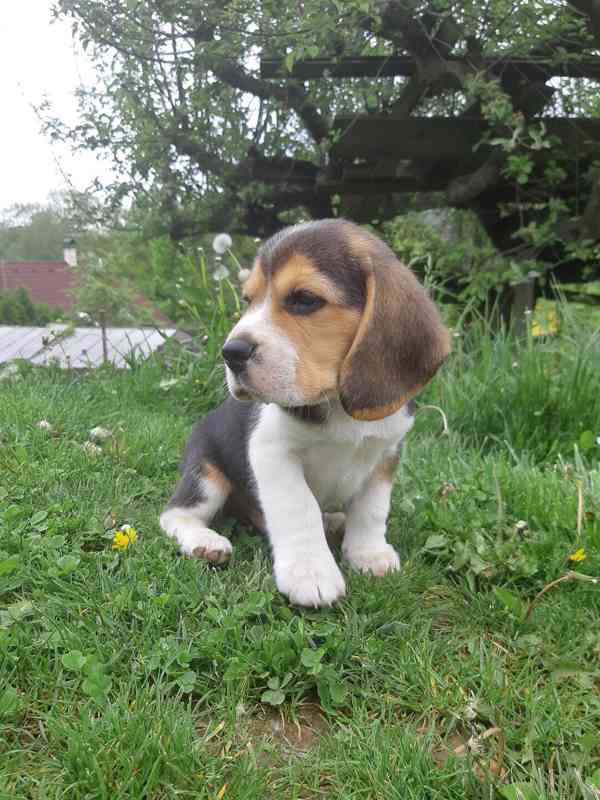 K dispozici úžasná štěňata bígla. - foto 3