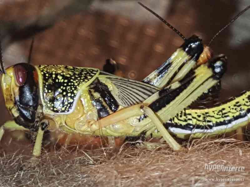 sarančata - krmný hmyz - foto 1