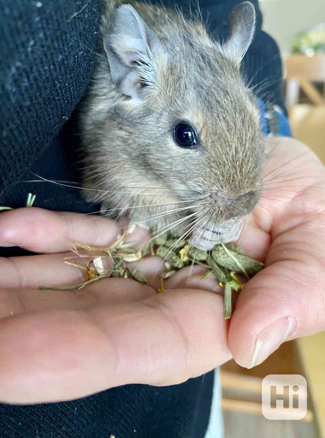 Osmák degu - mláďata - 2 samci - foto 1