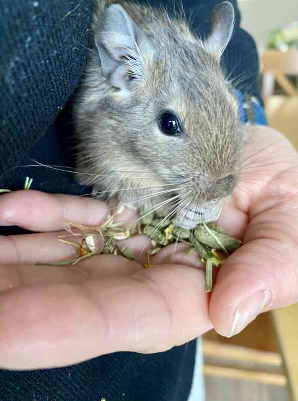 Osmák degu - mláďata - 2 samci