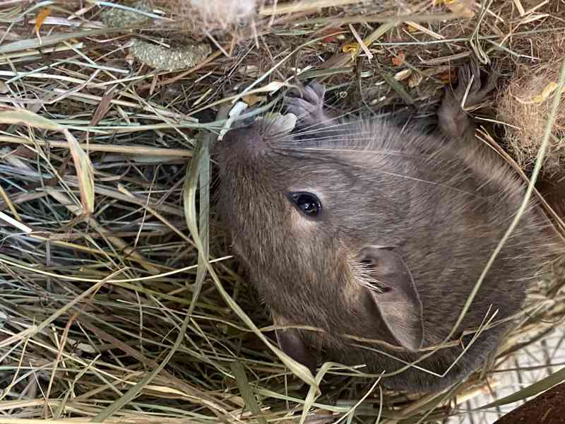Osmák degu - mláďata - 2 samci - foto 2