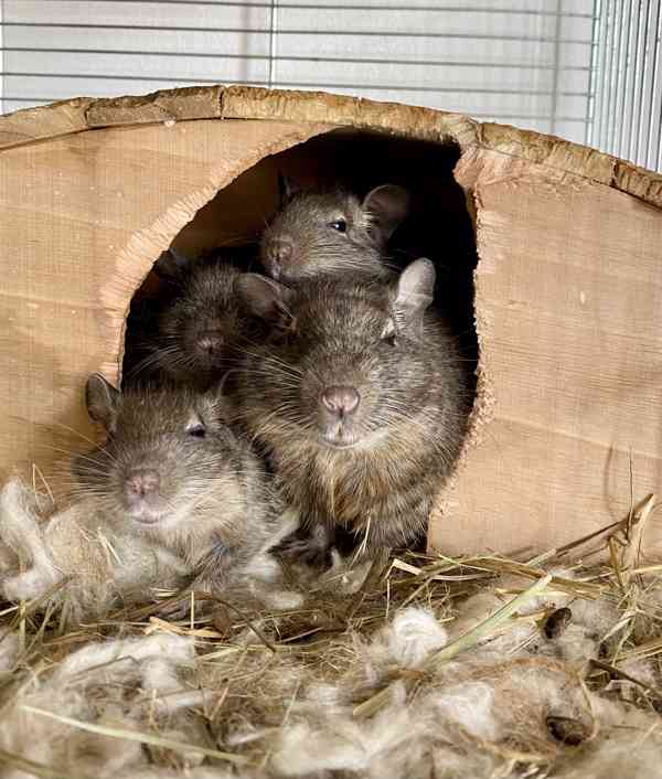 Osmák degu - mláďata - 2 samci - foto 4