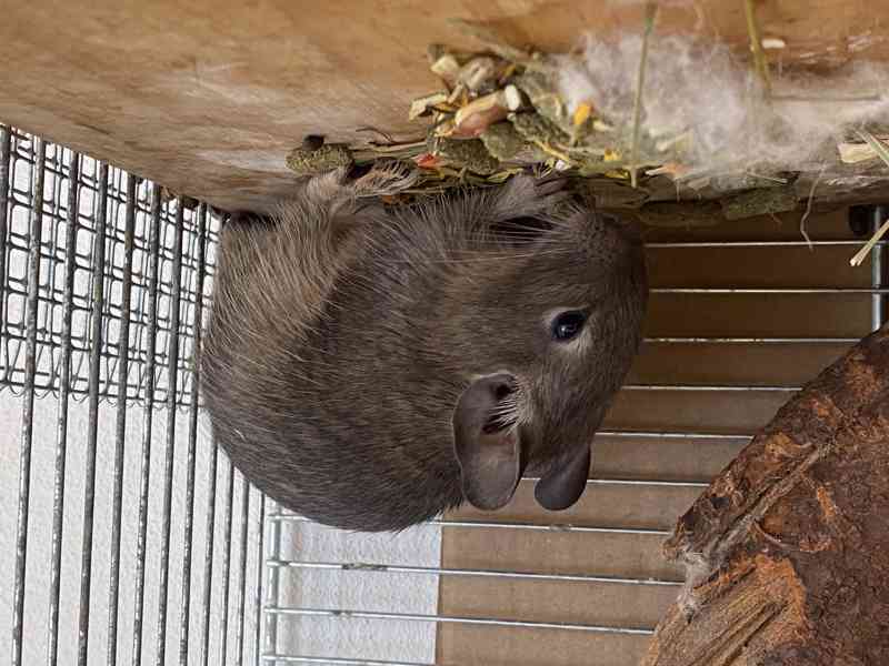 Osmák degu - mláďata - 2 samci - foto 3