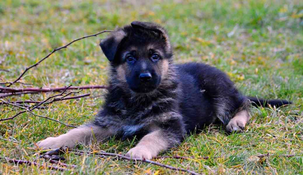 Německý ovčák - štěňátka s PP - foto 1