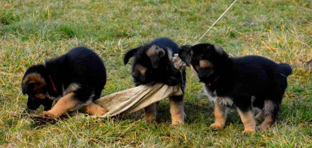 Německý ovčák - štěňátka s PP - foto 5
