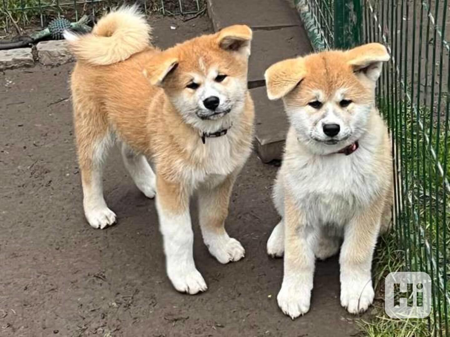 Krásná shiba inu - foto 1