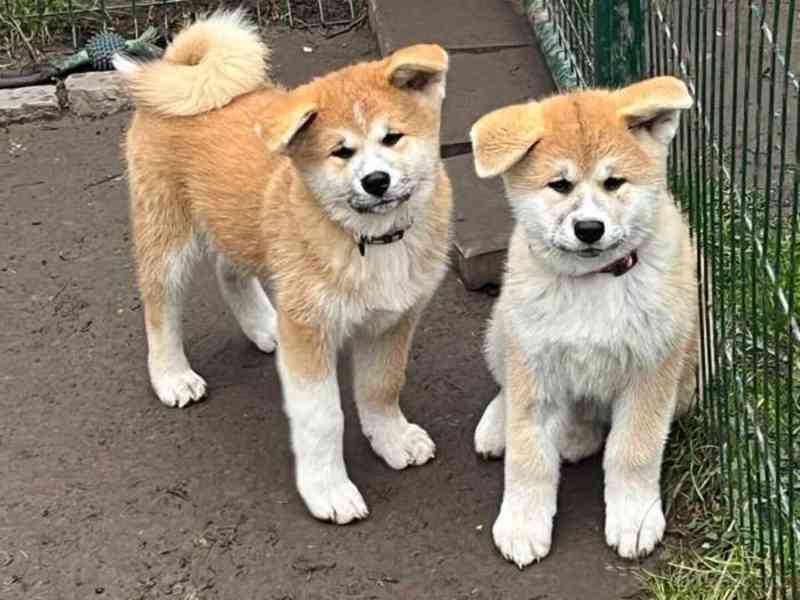 Krásná shiba inu - foto 1