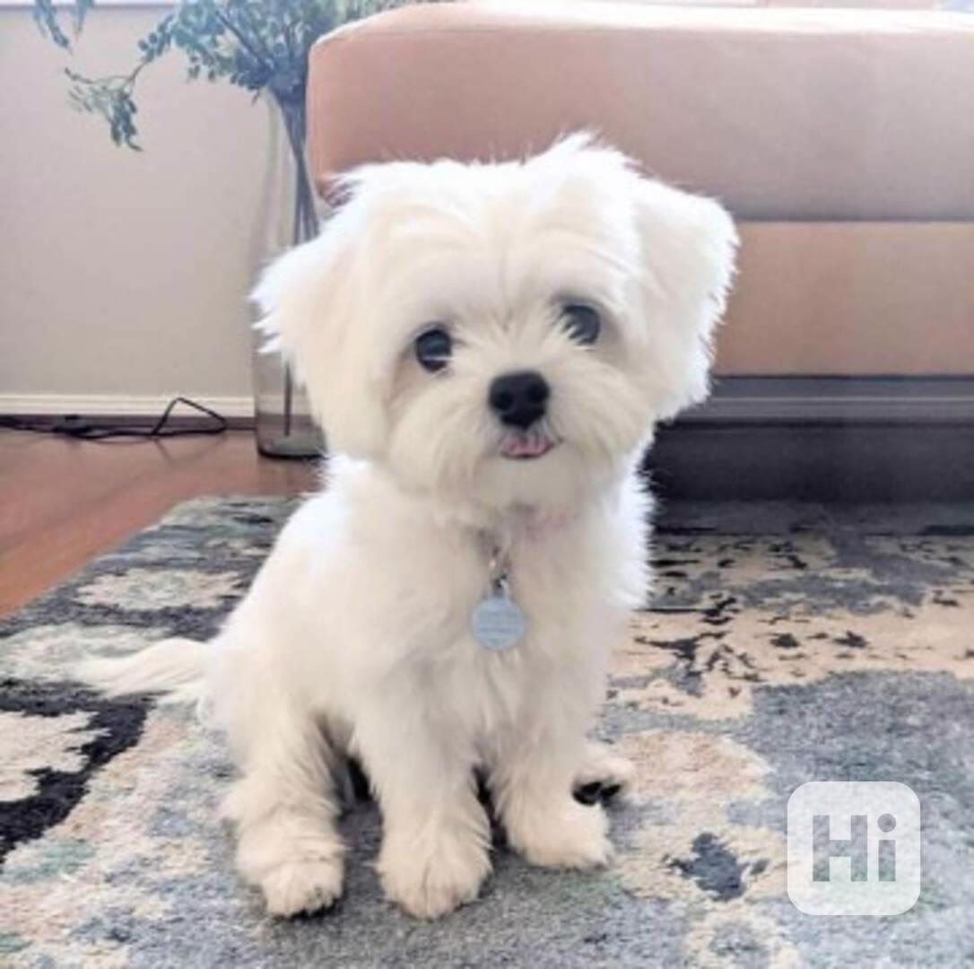 Štěňata maltézského ovčáka hledají domov. - foto 1