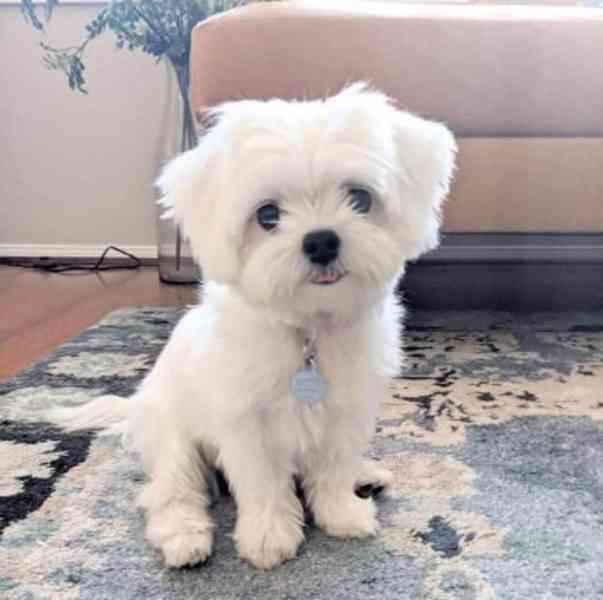 Štěňata maltézského ovčáka hledají domov. - foto 1