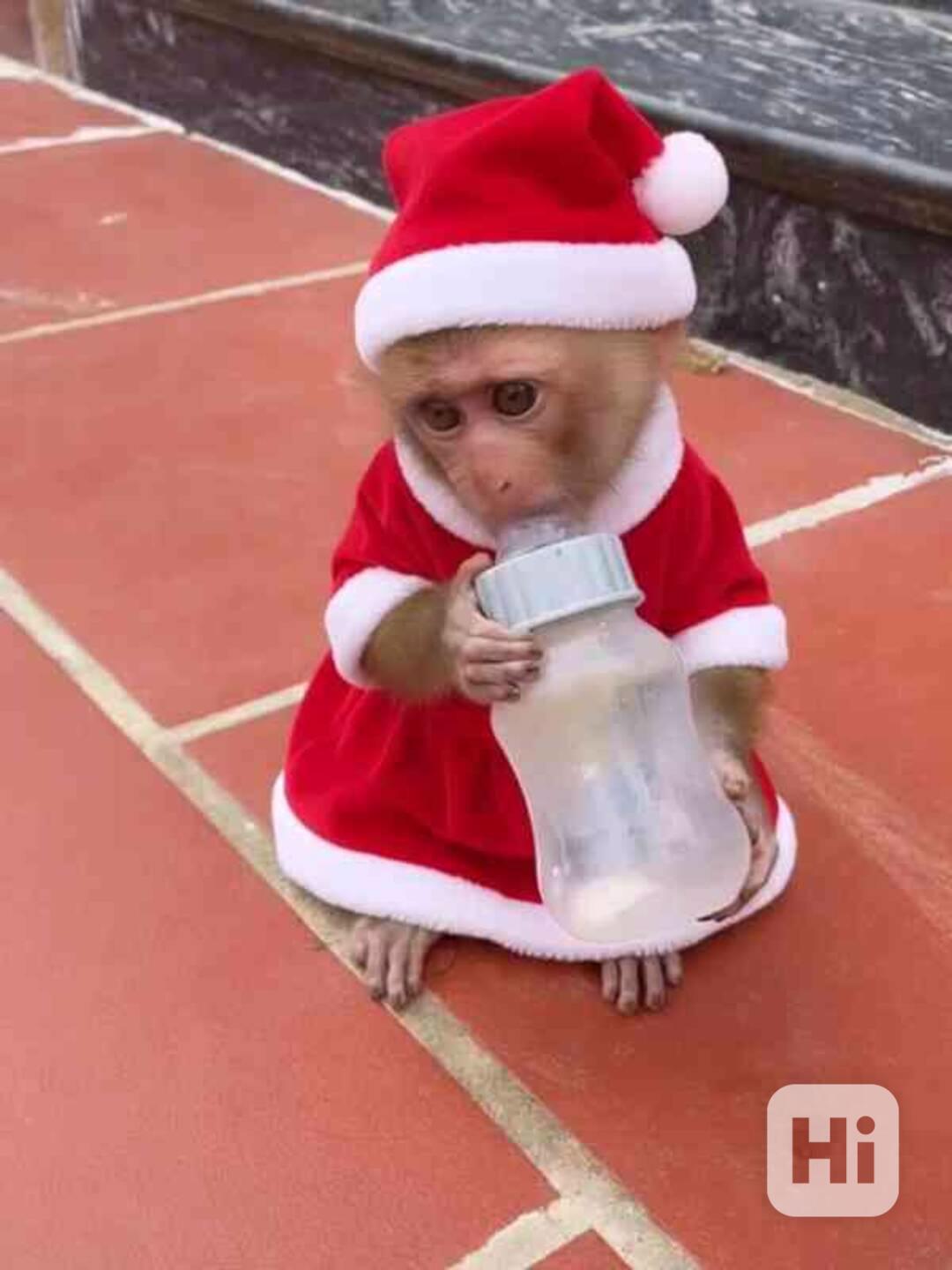 DOMÁCÍ MLÁĎATA OPIC KAPUCÍNSKÝCH K ADOPCI - foto 1