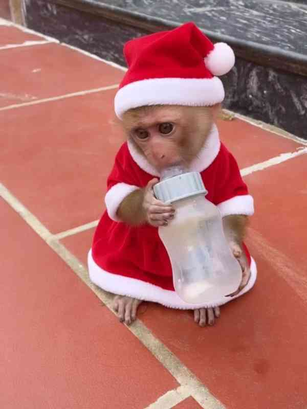 DOMÁCÍ MLÁĎATA OPIC KAPUCÍNSKÝCH K ADOPCI