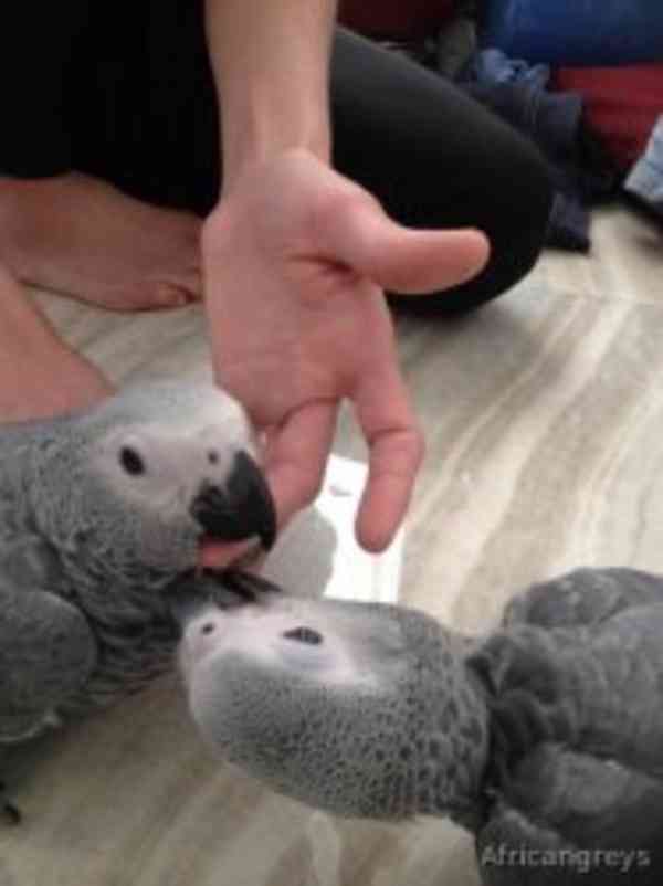 Papoušci konžští šedí k dispozici - foto 2