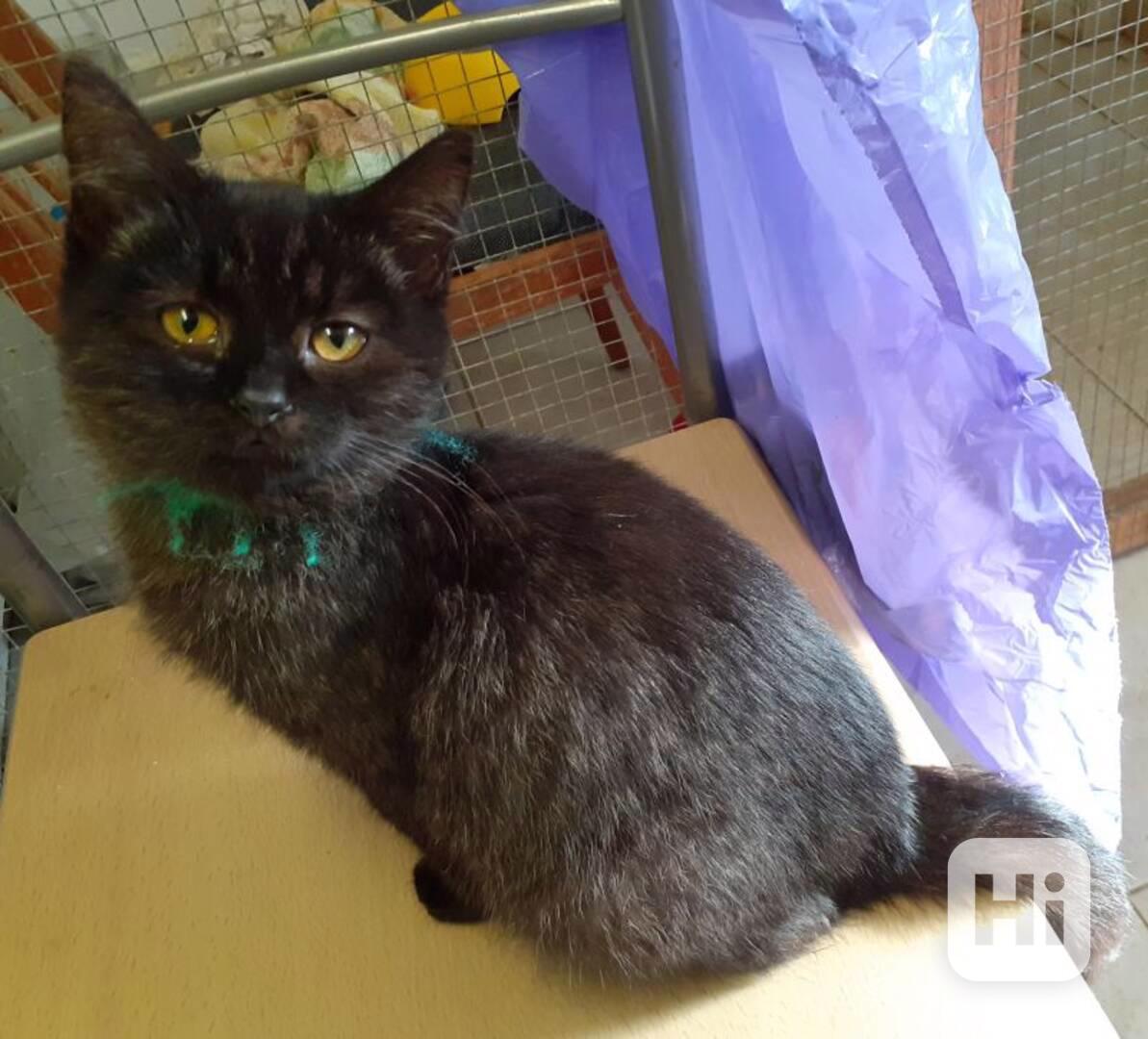 Hravý baculka 3,5měsíční černý se stříbrnou Theo - foto 1