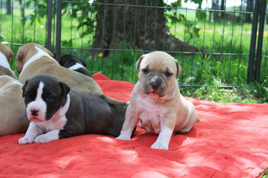 p-kn-pejsci-a-fenky-pitbulla-k-adopci-mu-i-a-eny-skv-l-bazar