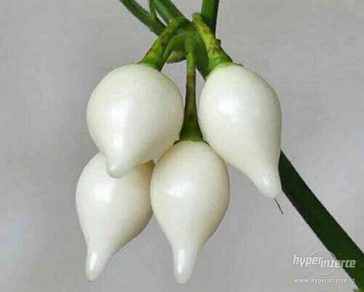 Chilli Biquinho White - Chupetinho White - semena - foto 1