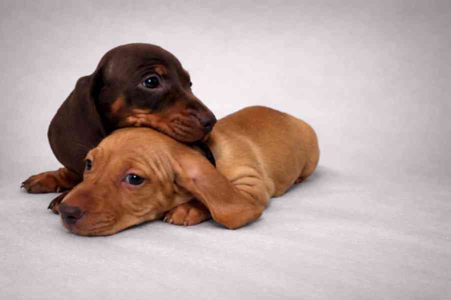 Jezevčík hladkosrstý trpasličí bez PP - foto 2