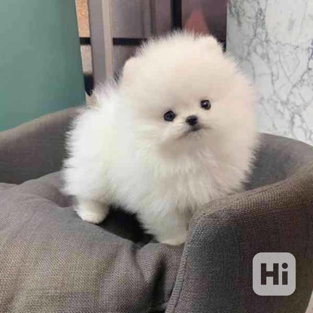 pomeranian štěňata k adopci - foto 1