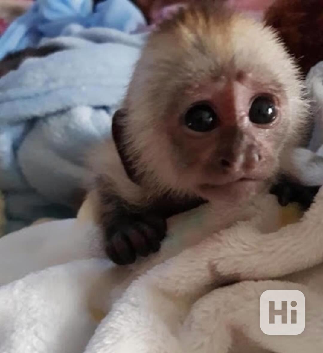 Krásná, dobře vychovaná kapucínská opice - foto 1