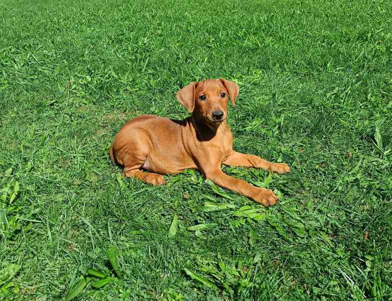 Německý pinč - štěňata s PP - foto 3