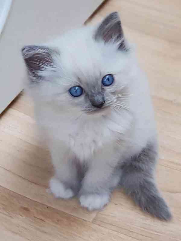 Zdarma ragdoll kotě k adopci hned teď  - foto 2