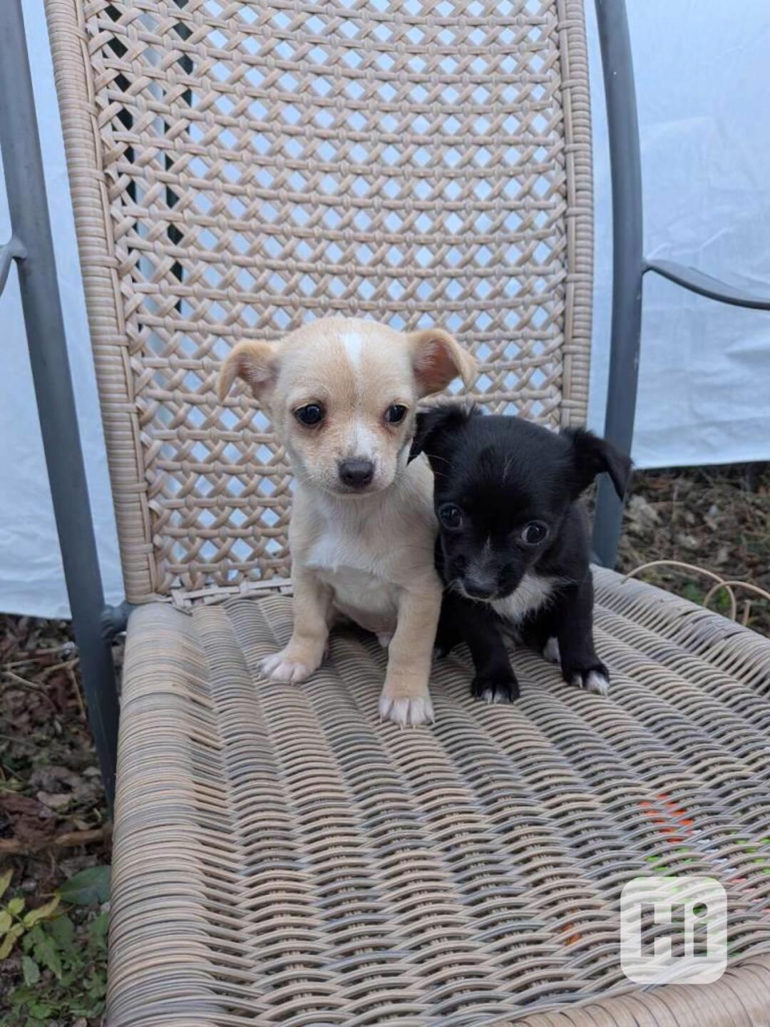 Čivava s PP - foto 1