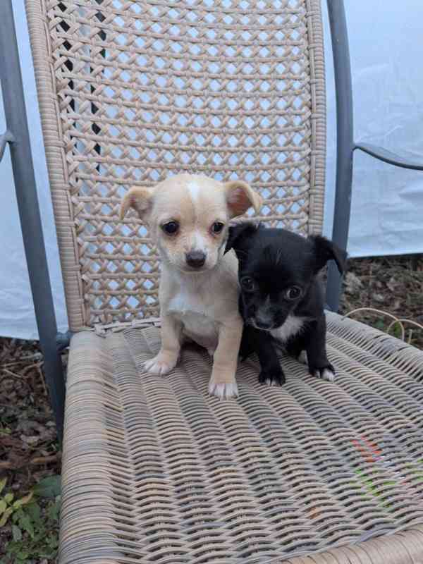 Čivava s PP - foto 1