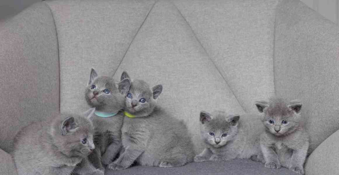 K dispozici čistě ruská modrá koťátka - foto 1