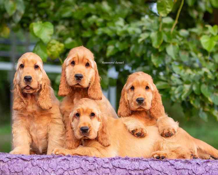 🐾 Štěňata kokršpaněla buff na prodej 🐾