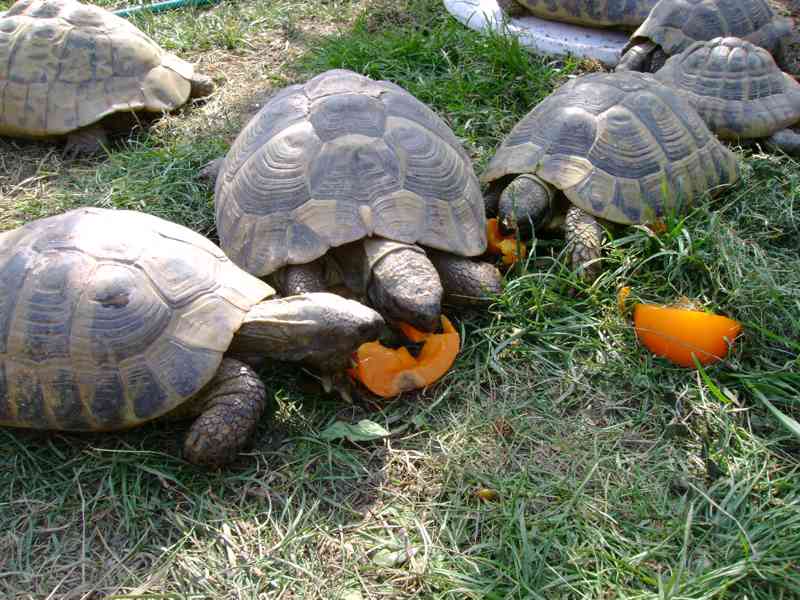 Suchozemské želvy + plně vybavená terária - foto 6