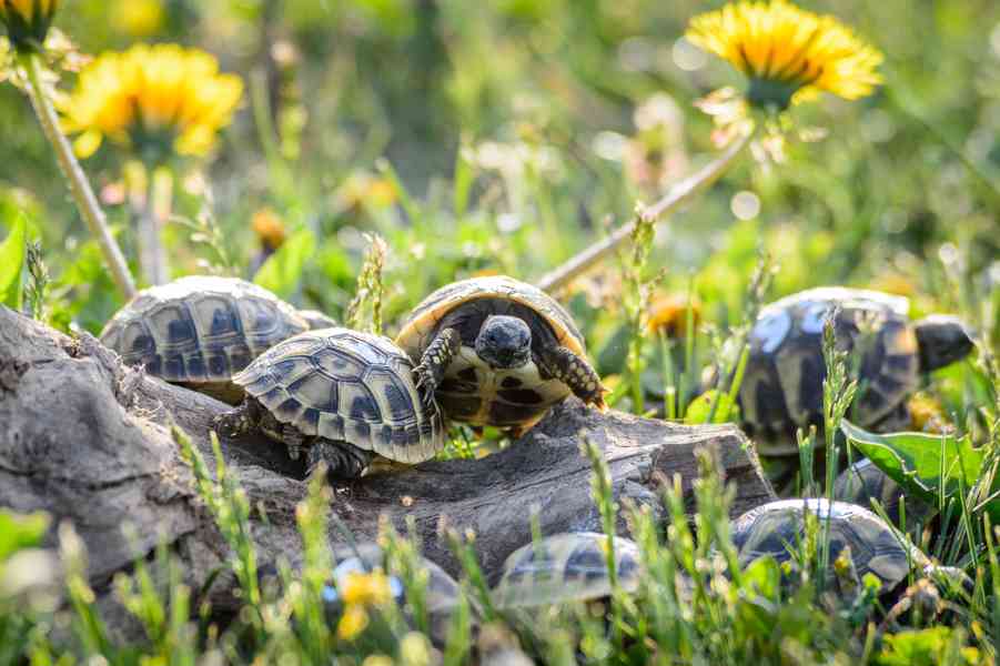 Suchozemské želvy + plně vybavená terária - foto 3